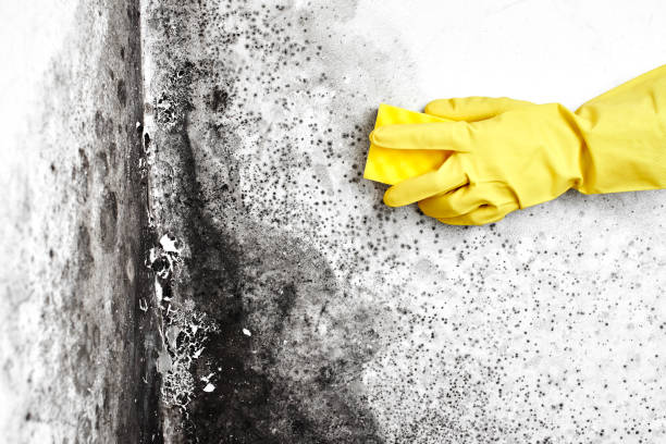 Best Best Mold Removal Companies  in Avenel, NJ