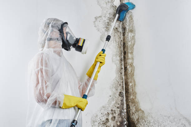 Best Home Mold Removal  in Avenel, NJ