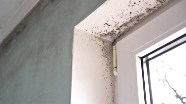 Best Toxic Mold Removal  in Avenel, NJ