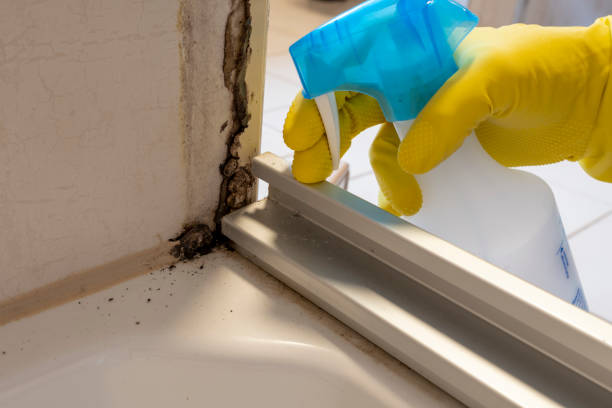 Best Certified Mold Removal  in Avenel, NJ