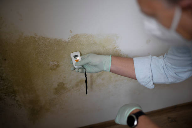 Mold Removal Process in Avenel, NJ