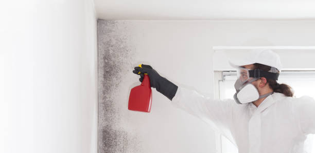Certified Mold Removal in Avenel, NJ