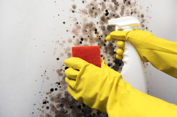 Best Mold Remediation  in Avenel, NJ