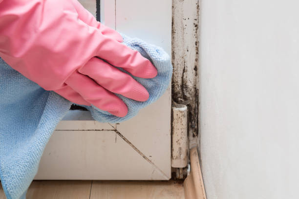 Best Attic Mold Removal  in Avenel, NJ