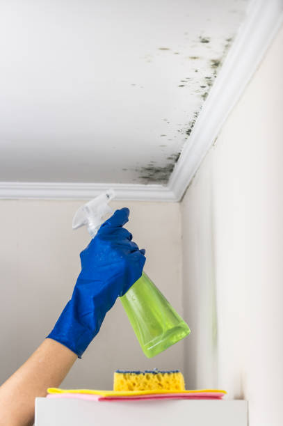 Best Emergency Mold Removal  in Avenel, NJ