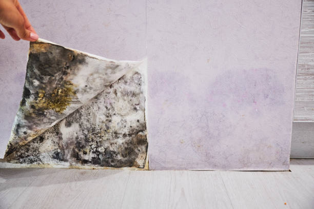 Best Affordable Mold Removal  in Avenel, NJ